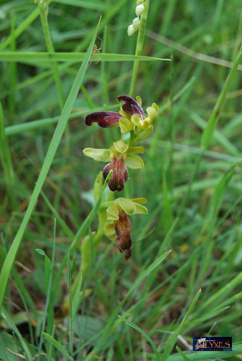 ophrys fusca.JPG